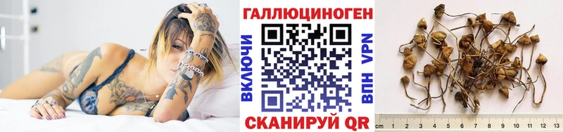 МЕГА как войти  Зеленоградск  Псилоцибиновые грибы Cubensis  купить  цена 